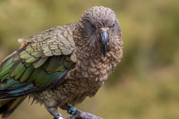 Kea - Alpine Parrot of New Zealand