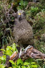 Kea - Alpine Parrot of New Zealand