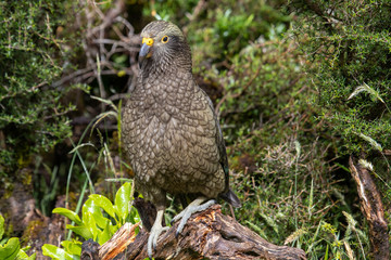Kea - Alpine Parrot of New Zealand