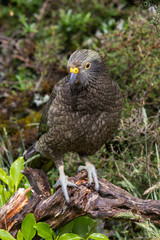 Kea - Alpine Parrot of New Zealand