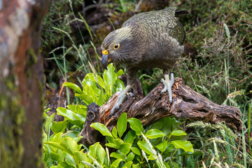 Kea - Alpine Parrot of New Zealand