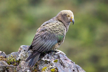 Kea - Alpine Parrot of New Zealand