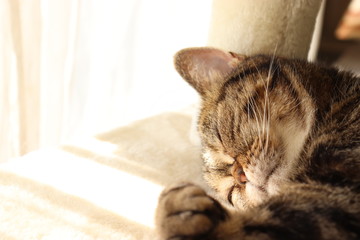 Fototapeta premium 癒し顔で眠る猫アメリカンショートヘアー