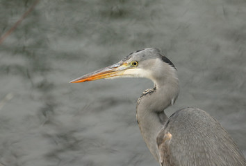  A head shot of a hunting Grey Heron, Ardea cinerea, standing at the edge of a lake in the poring rain.