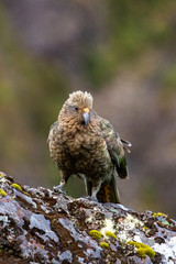 Kea - Alpine Parrot of New Zealand