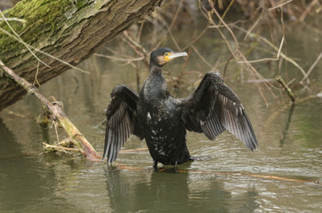 A Cormorant, Phalacrocorax carbo,  standing on a branch of a tree submerged in a river in the pouring rain. It has its wings open and is flapping them.