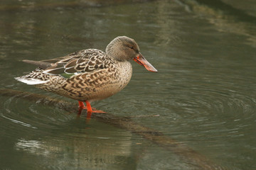 A pretty female Shoveler duck, Anas clypeata, standing on a branch submerged in a lake in the pouring rain.