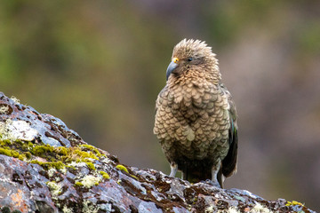 Kea - Alpine Parrot of New Zealand