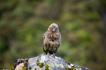 Kea - Alpine Parrot of New Zealand