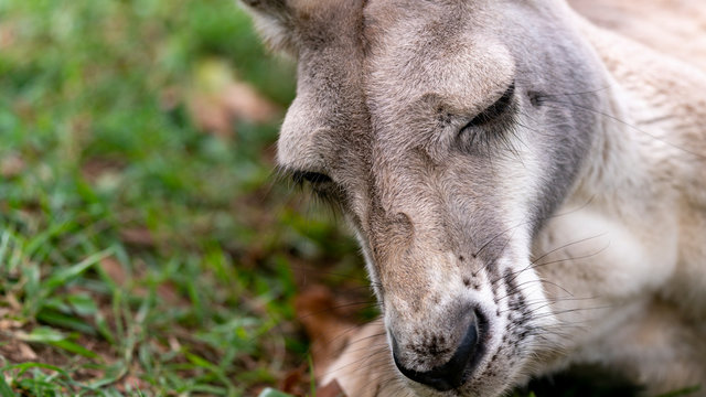 Red kangaroo close up sleeping right of frame