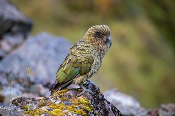 Kea - Alpine Parrot of New Zealand