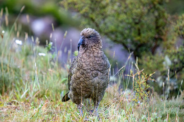 Kea - Alpine Parrot of New Zealand