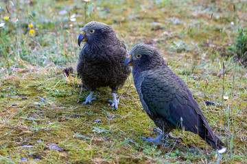 Kea - Alpine Parrot of New Zealand