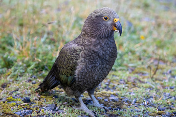 Obraz premium Kea - Alpine Parrot of New Zealand
