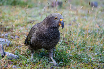 Kea - Alpine Parrot of New Zealand