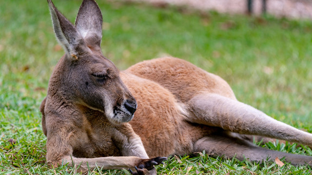 Red kangaroo sleeping full body shot