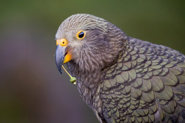 Kea - Alpine Parrot of New Zealand