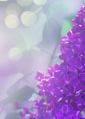 Fototapeta na wymiar Delicate floral background. Blurred background with spring flowers, bokeh. Bouquet of lilac close-up
