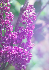 Delicate floral background. Blurred background with spring flowers, bokeh. Bouquet of lilac close-up