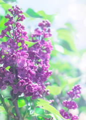 Delicate floral background. Blurred background with spring flowers, bokeh. Bouquet of lilac close-up