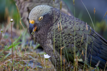 Kea - Alpine Parrot of New Zealand