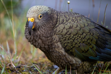 Kea - Alpine Parrot of New Zealand