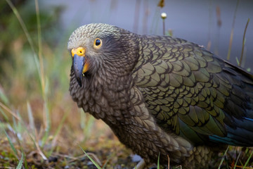 Kea - Alpine Parrot of New Zealand