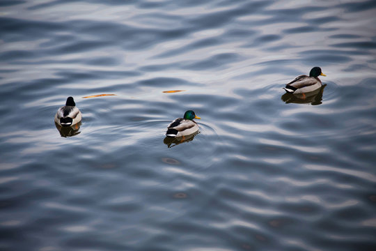 Tree ducks swim together in cold dark blue winter water.