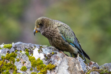 Kea - Alpine Parrot of New Zealand