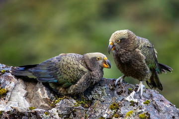 Kea - Alpine Parrot of New Zealand
