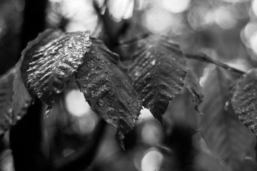 Black and white raindrops on leaves following rain storm