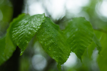 Raindrop covered leaves following rain storm