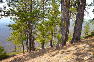 Lava Butte forest and surrounding area.