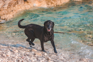 black wet labrador dog at rocky sea beach