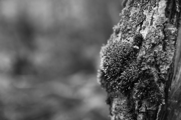 Moss on a tree black and white 