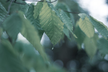 Leaves following a recent raintstorm