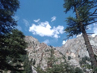 tree in mountains
