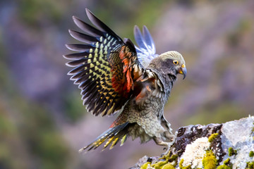 Kea - Alpine Parrot of New Zealand