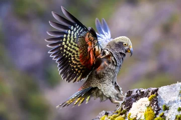Schilderijen op glas Kea - Alpine Parrot of New Zealand © Imogen