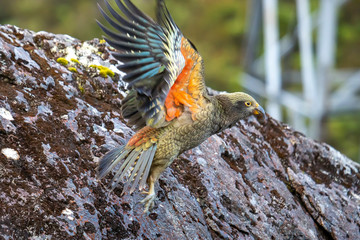 Kea - Alpine Parrot of New Zealand