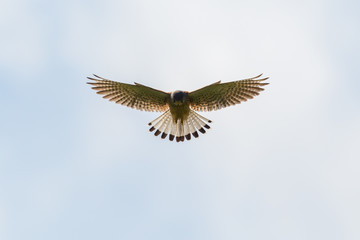symmetric silhouette of kestrel (falco tinnunculus) in flight
