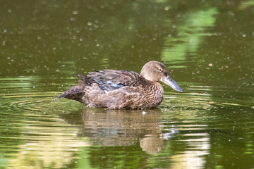 Australasian Shoveler Juveniles