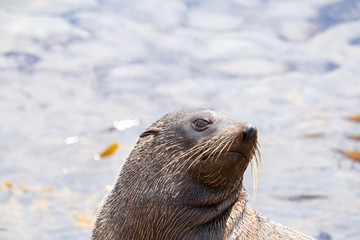 New Zealand Fur Seal