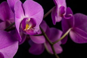 A branch with purple phalaenopsis flowers close-up similar to outlandish creatures on a dark background. - obrazy, fototapety, plakaty