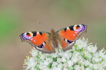 Fototapeta na wymiar peacock eye butterfly sitting on allium flower against green background