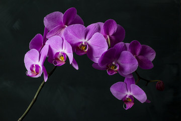 Fototapeta na wymiar Large branch of phalaenopsis orchid with purple flowers on a black background.