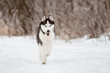 Siberian Husky black and white colour with blue eyes outdoors in winter. Dog runs in the snow. Pedigreed purebred dog