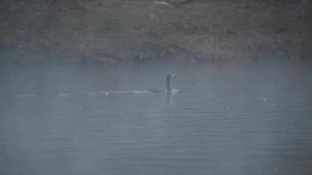 Double Crested Cormorant hunts for Fish at the outfall river of the Jordan Lake Recreation Area Dam in North Carolina