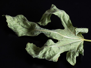 Dried green fig leaf on black background. - 315575112