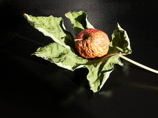 Dried green fig leaf on black background. A wrinkled wilted apple is placed in the leaf. - 315575113